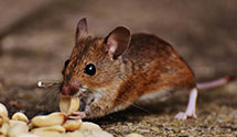 24 Hour & Emergency Exterminators in Rolling Prairie, IN